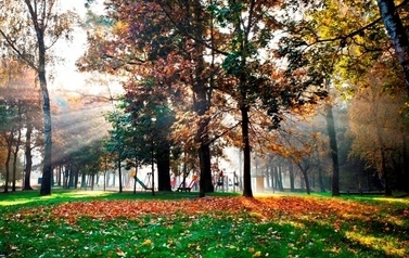 Drzewa w Parku Staszica w Czarnkowie
