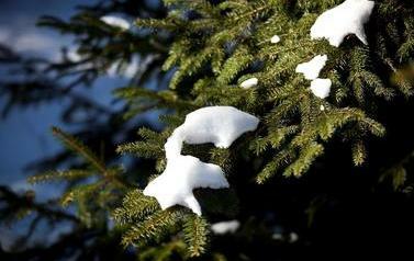 Fragment śniegu na iglastej gałęzi