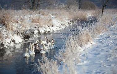 Rodzina łabędzi płynie wąską rzeką zimową porą