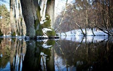 Aura zimowa, odbicie lustrzane pnia drzewa w rzece