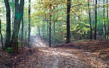 Widok na fragment drogi na kt&oacute;rej leżą jesienne liście w lesie