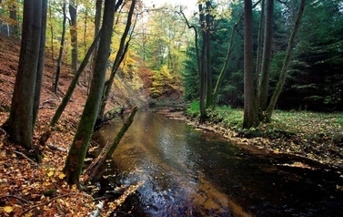 Wąska rzeka w lesie