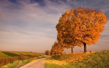 Drzewo przy drodze w barwach jesieni