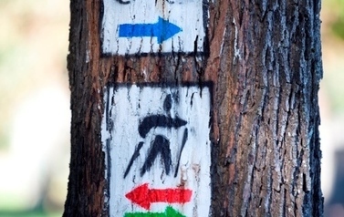 Fragment drzewa z narysowanym szlakiem turystycznym