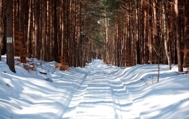 Droga w lesie pokryta śniegiem