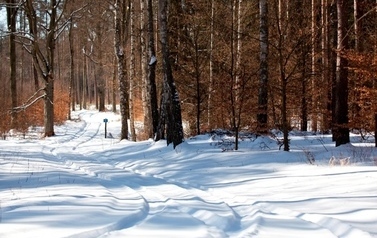 Droga w lesie pokryta śniegiem