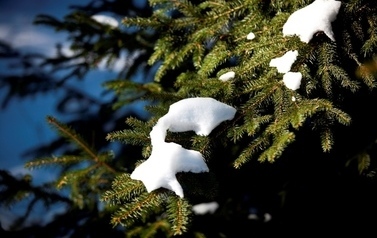 Śnieg na gałązce drzewa iglastego