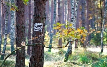 Drzewo w lesie z zaznaczonym szklakiem turystycznym