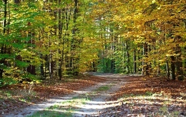 Droga w lesie, las w kolorach jesieni