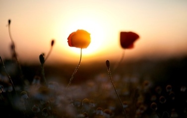 Kwiaty na trawie o zachodzie słońca