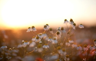 Kwiaty polne o zachodzie słońca