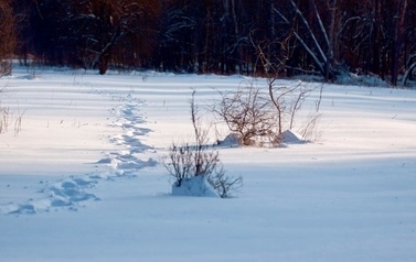 Łąki pokryte śniegiem