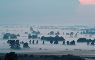 Łąki spowite mgłą