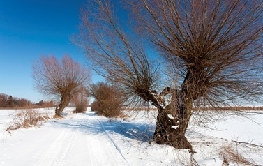 Drzewa przy śnieżnej drodze 