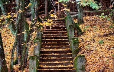 Betonowe schody prowadzące do g&oacute;ry, położone w parku lub lesie, na schodach i wok&oacute;ł nich leży warstwa ż&oacute;łtych liści