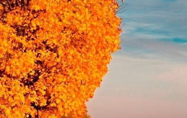 Jesienny pejzaż w pomarańczowo-ż&oacute;łtych barwach, widoczny fragment pola po prawej stronie i drzewa po lewej 