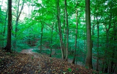 Las w okresie letnim